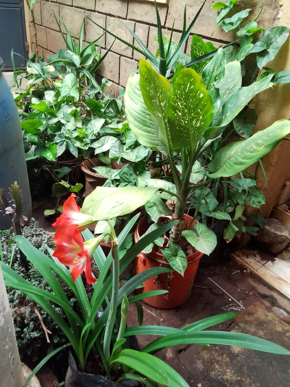 Dumb Cane